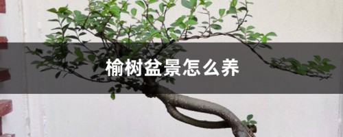 榆树盆景怎么养造型，黄叶怎么办