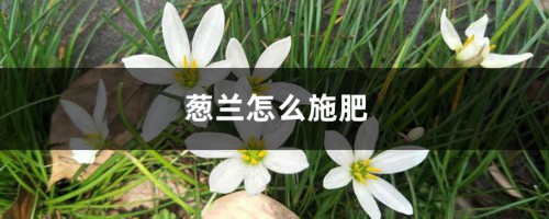 葱兰怎么施肥，什么时候开花