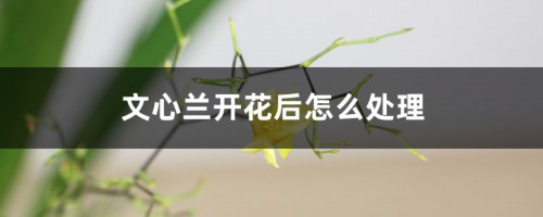 文心兰开花后怎么处理，怎么修剪