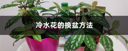 冷水花的换盆方法