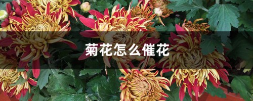 菊花怎么催花