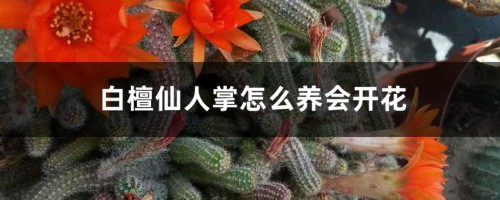 白檀仙人掌怎么养会开花